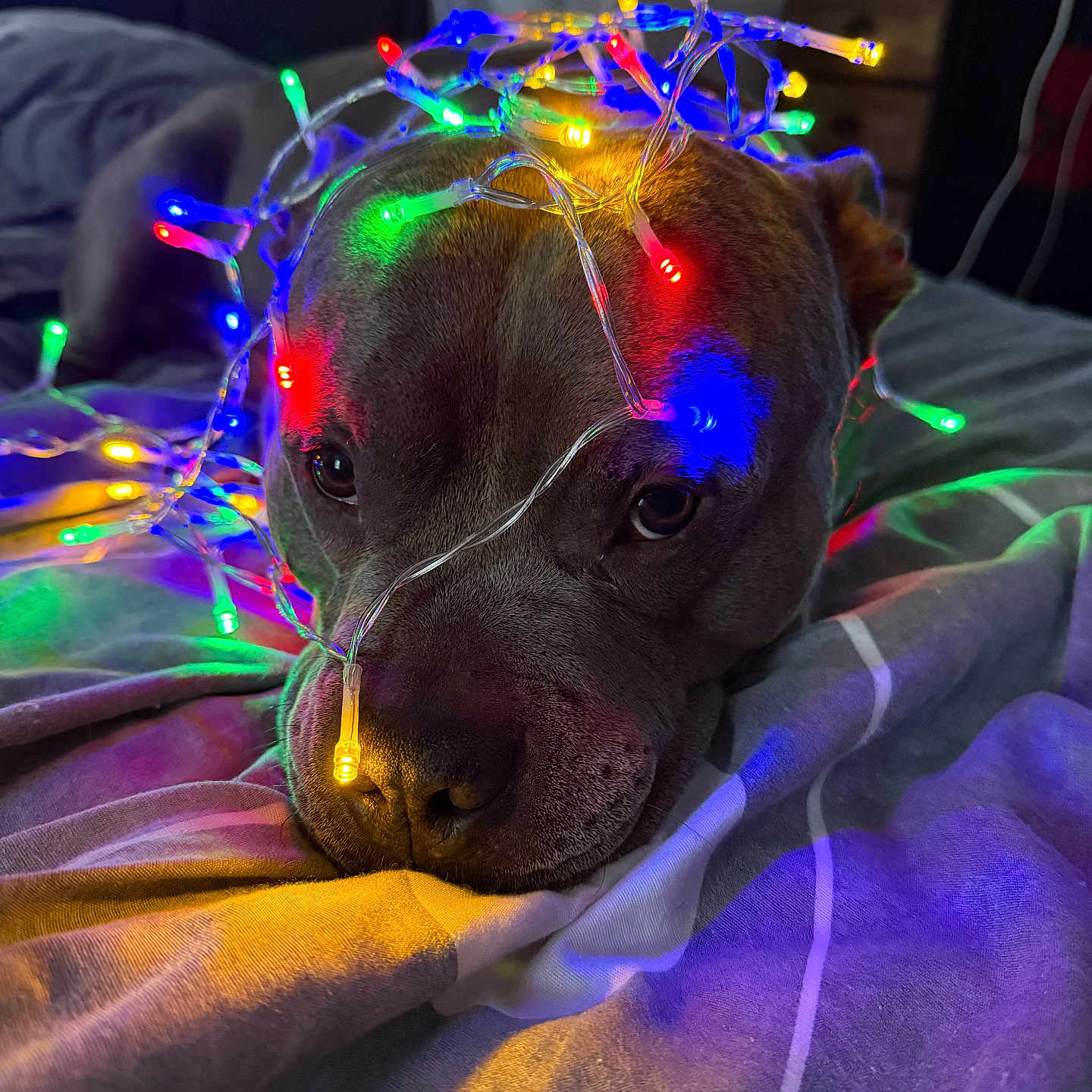 Pumba a rejoint le concours — aidez-le/la à gagner de superbes lots ! animal, bed, blanket, canine, christmas_lights, closeup, colorful_lights, cozy, cute, decor, dog, domestic_animal, face, fur, holiday, indoor, lighting, napping, pet, resting