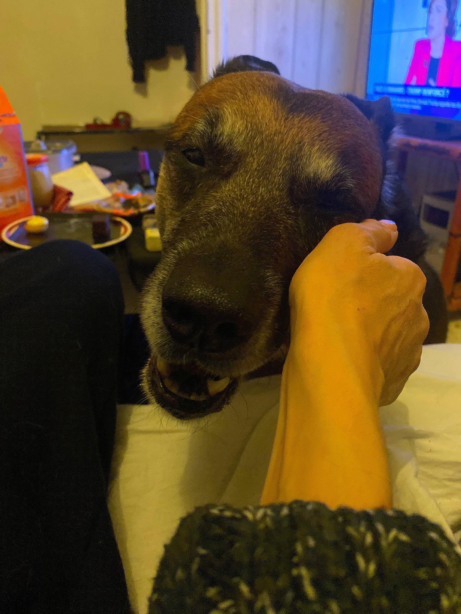 Freud participe au concours pour gagner de l'argent avec cette photo : canidae, carnivore, dog, dog_breed, ear, fur, labrador_retriever, nose, patterdale_terrier, pointer, snout, sporting_group