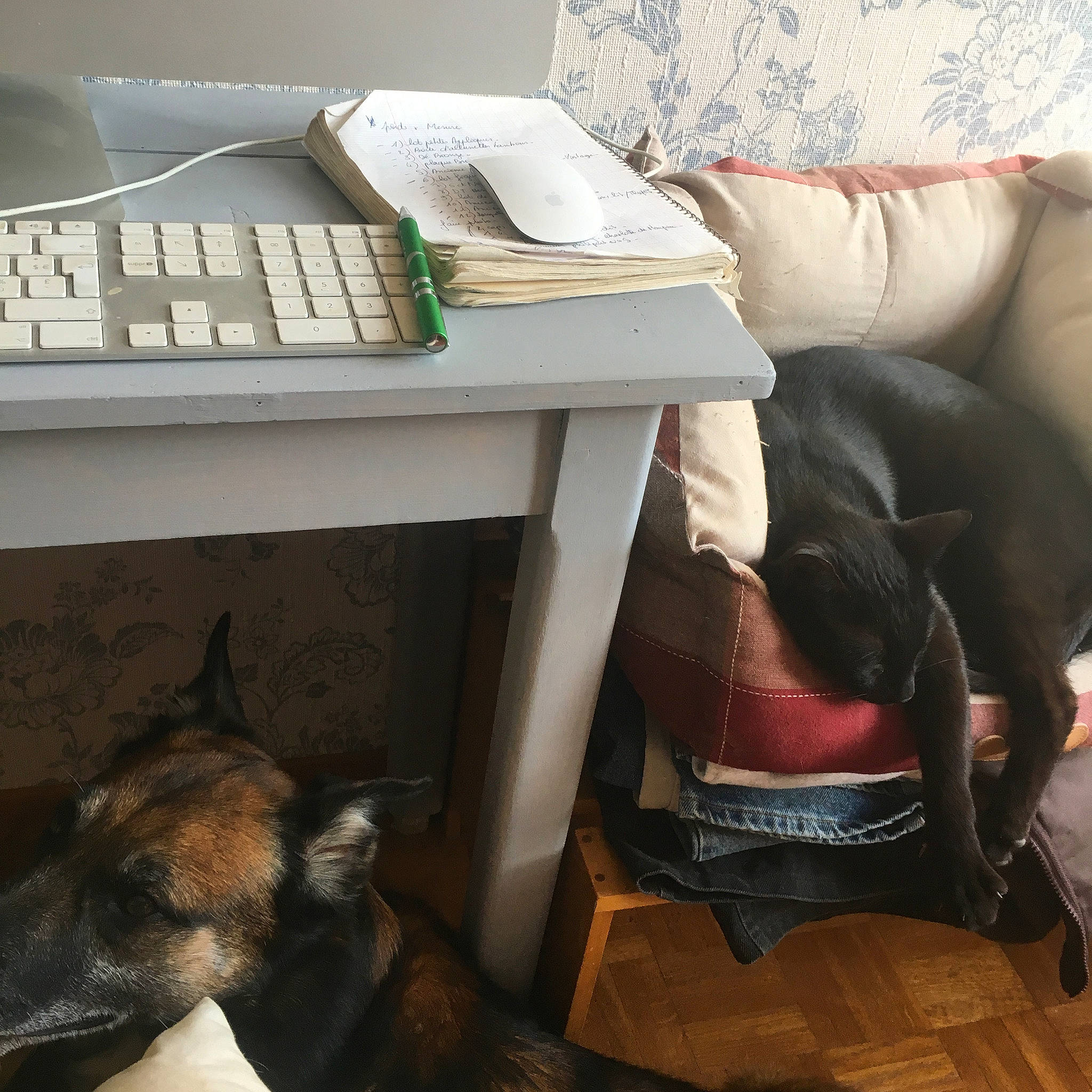 Freud participe au concours pour gagner de l'argent avec cette photo : canidae, carnivore, dog, dog_breed, fawn, furniture