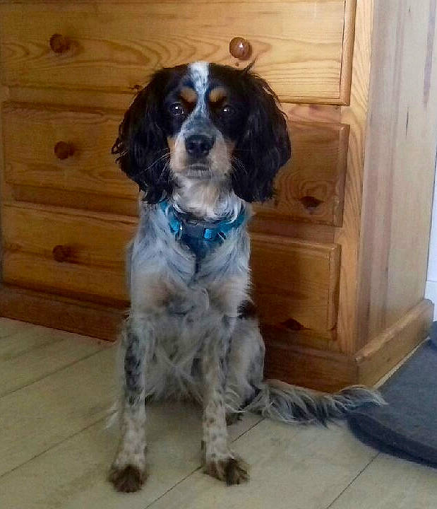 Daysy participe au concours pour gagner de l'argent avec cette photo : blue_picardy_spaniel, canidae, carnivore, cocker_spaniel, companion_dog, dog, dog_breed, english_cocker_spaniel, french_spaniel, german_spaniel, large_munsterlander, mammal, rare_breed_dog, russian_spaniel, setter, small_munsterlander, spaniel, sporting_group, vertebrate