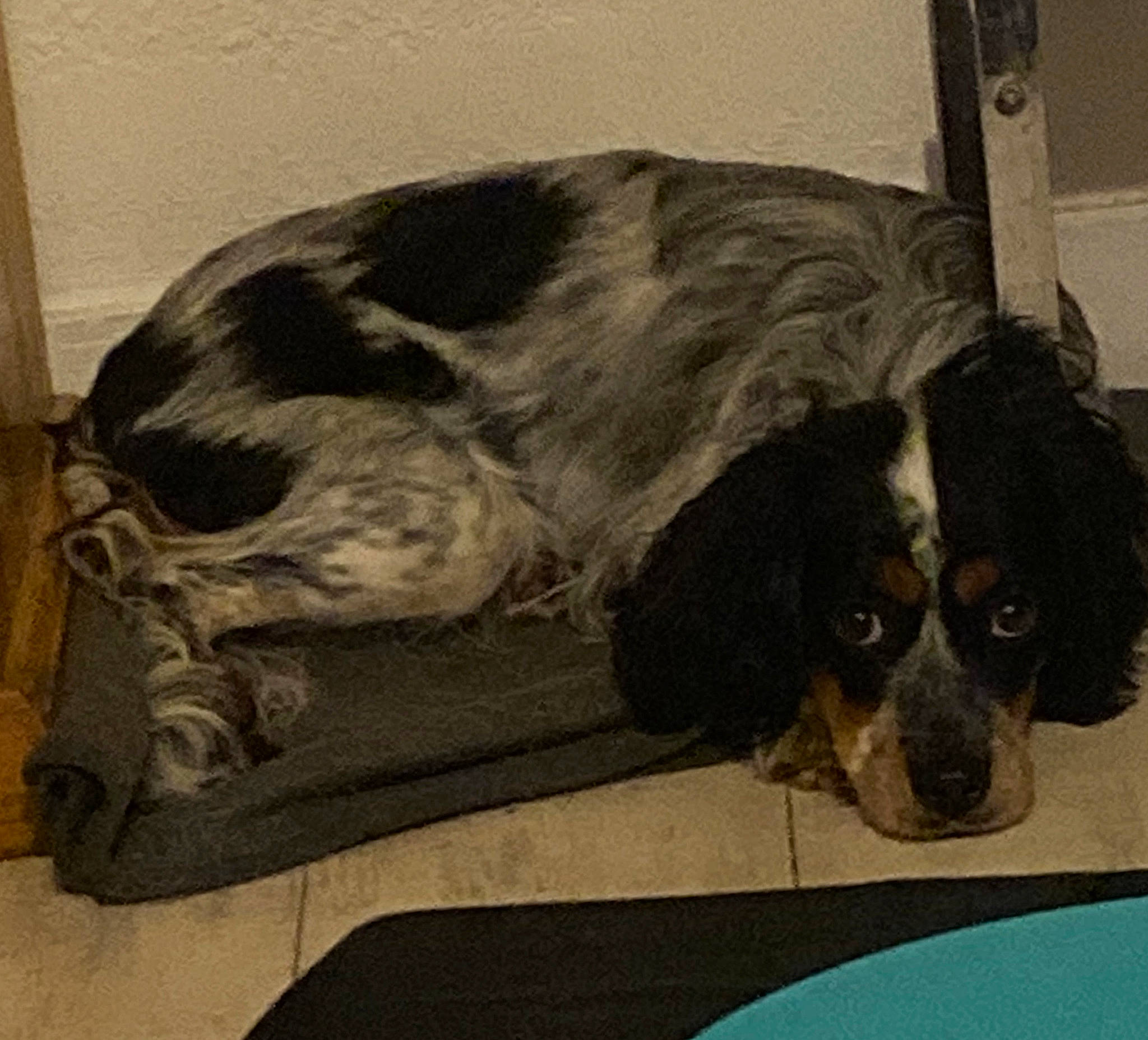 Daysy participe au concours pour gagner de l'argent avec cette photo : blue_picardy_spaniel, canidae, carnivore, cocker_spaniel, companion_dog, dog, dog_breed, english_cocker_spaniel, english_setter, french_spaniel, mammal, rare_breed_dog, russian_spaniel, setter, small_munsterlander, snout, spaniel, sporting_group, vertebrate