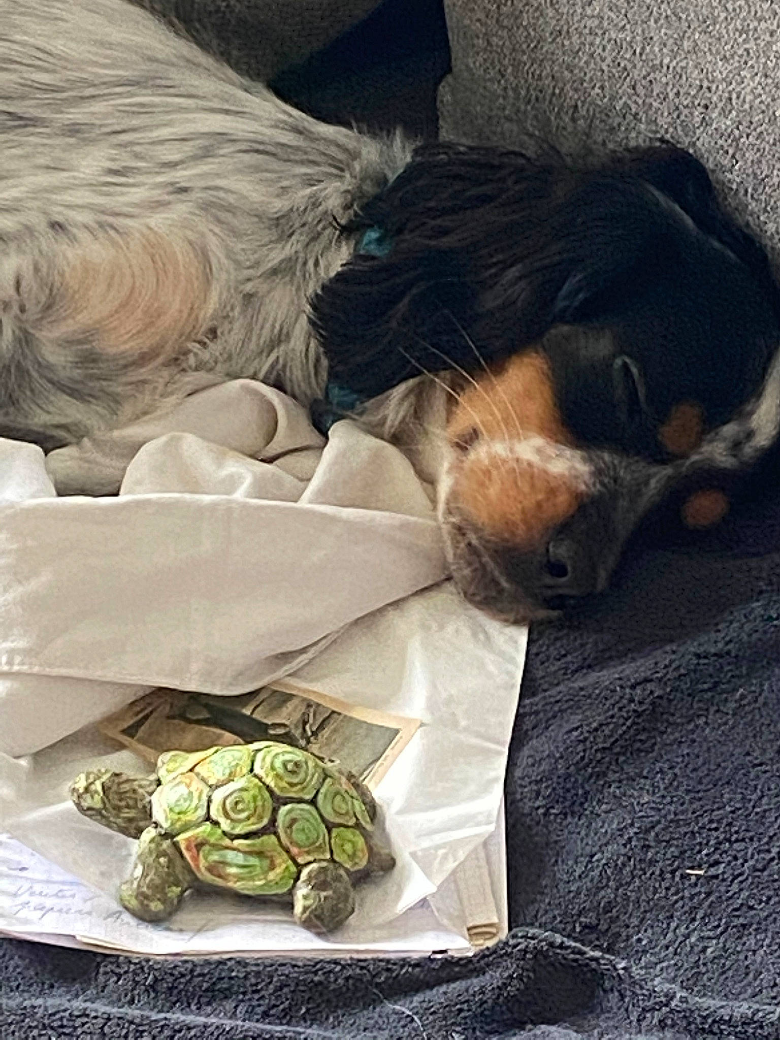 Daysy participe au concours pour gagner de l'argent avec cette photo : artichoke, canidae, companion_dog, cuisine, dish, food, puppy, sporting_group, tortoise, vegetable