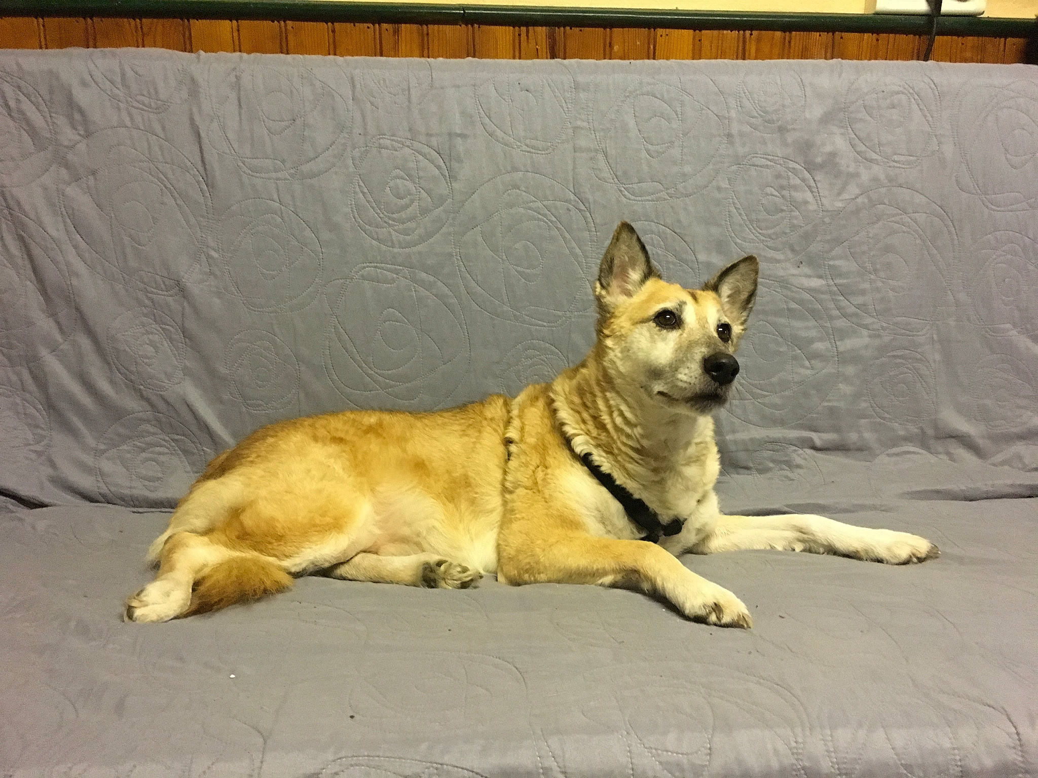 Gayia participe au concours pour gagner de l'argent avec cette photo : ancient_dog_breeds, canaan_dog, canidae, carnivore, dog, dog_breed, fawn, mammal, norwegian_buhund, pariah_dog, rare_breed_dog, snout, sporting_group, street_dog, swedish_vallhund, vertebrate