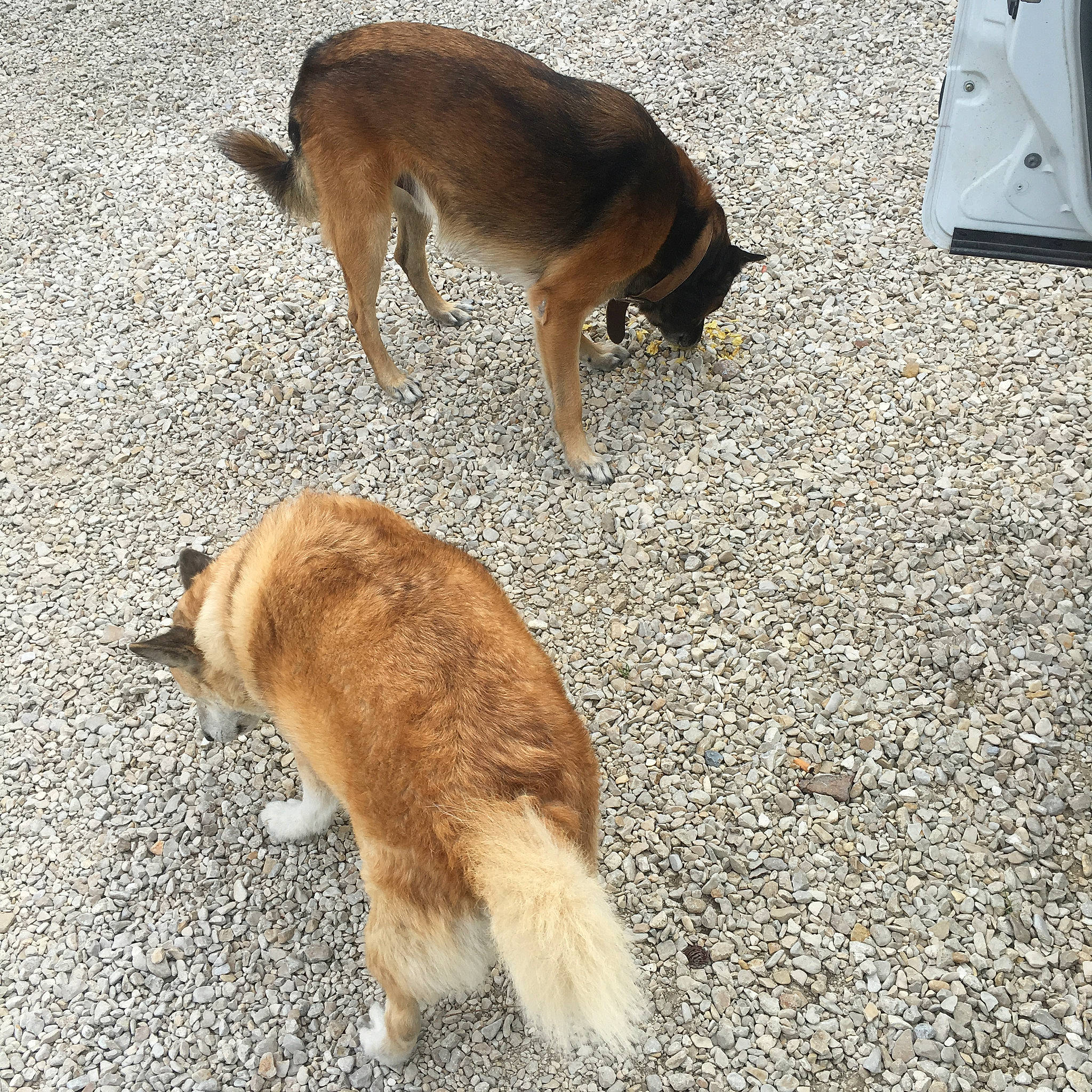 Gayia a rejoint le concours — aidez-le/la à gagner de superbes lots ! canidae, carnivore, companion_dog, dog, dog_breed, fawn, fur, mammal, puppy, sporting_group, street_dog, tail