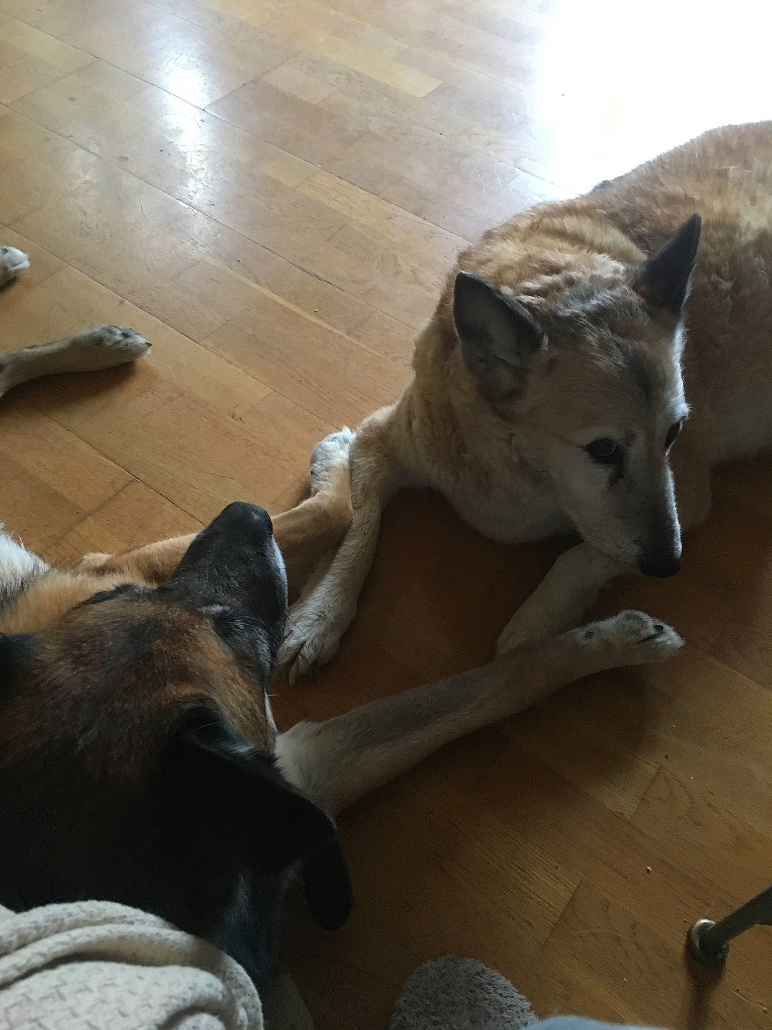 Gayia a rejoint le concours — aidez-le/la à gagner de superbes lots ! canidae, carnivore, dog, dog_breed, fawn, mammal, tail, wolfdog