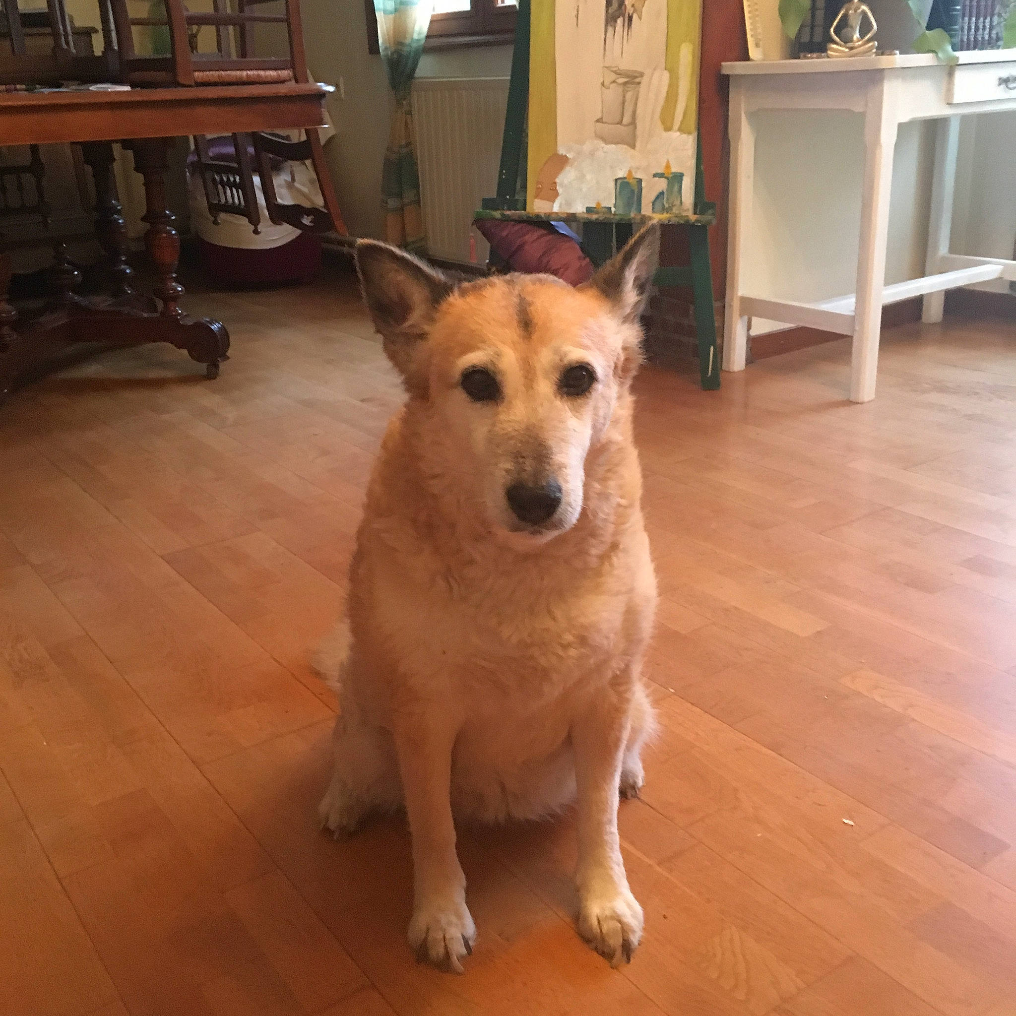 Gayia a rejoint le concours — aidez-le/la à gagner de superbes lots ! ancient_dog_breeds, canaan_dog, canidae, carnivore, carolina_dog, chinook, companion_dog, dog, dog_breed, fawn, floor, flooring, korean_jindo_dog, mammal, norwegian_buhund, pariah_dog, rare_breed_dog, smooth_collie, snout, vertebrate