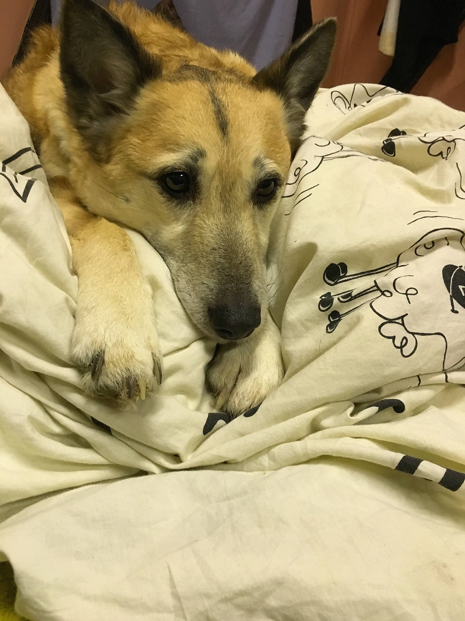 Gayia participe au concours pour gagner de l'argent avec cette photo : canaan_dog, canidae, carnivore, carolina_dog, dog, dog_breed, mammal, snout, vertebrate