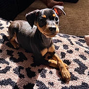 Gizmo joined the competition — help win amazing prizes! puppy, dog, animal, pet, black_and_tan, blanket, leopard_print, fur, paw, cute, indoor, sunlight, shadow, carpet, small_dog, resting, young, mammal, domestic_animal, portrait