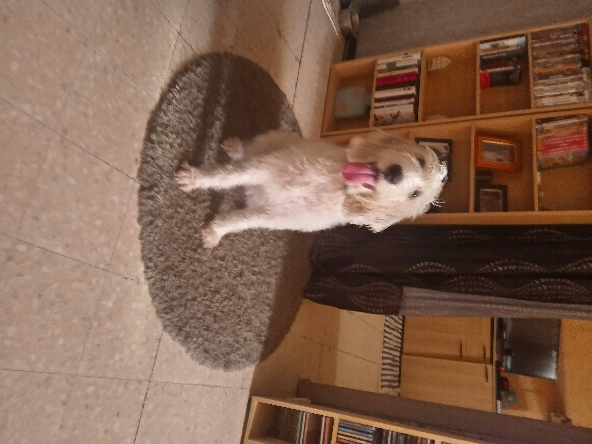 Talya a rejoint le concours — aidez-le/la à gagner de superbes lots ! canidae, carnivore, cat, dog_breed, domestic_short_haired_cat, fawn, felidae, floor, flooring, fur, hardwood, room, small_to_medium_sized_cats, sporting_group, tail, tire, vehicle, whiskers, wood