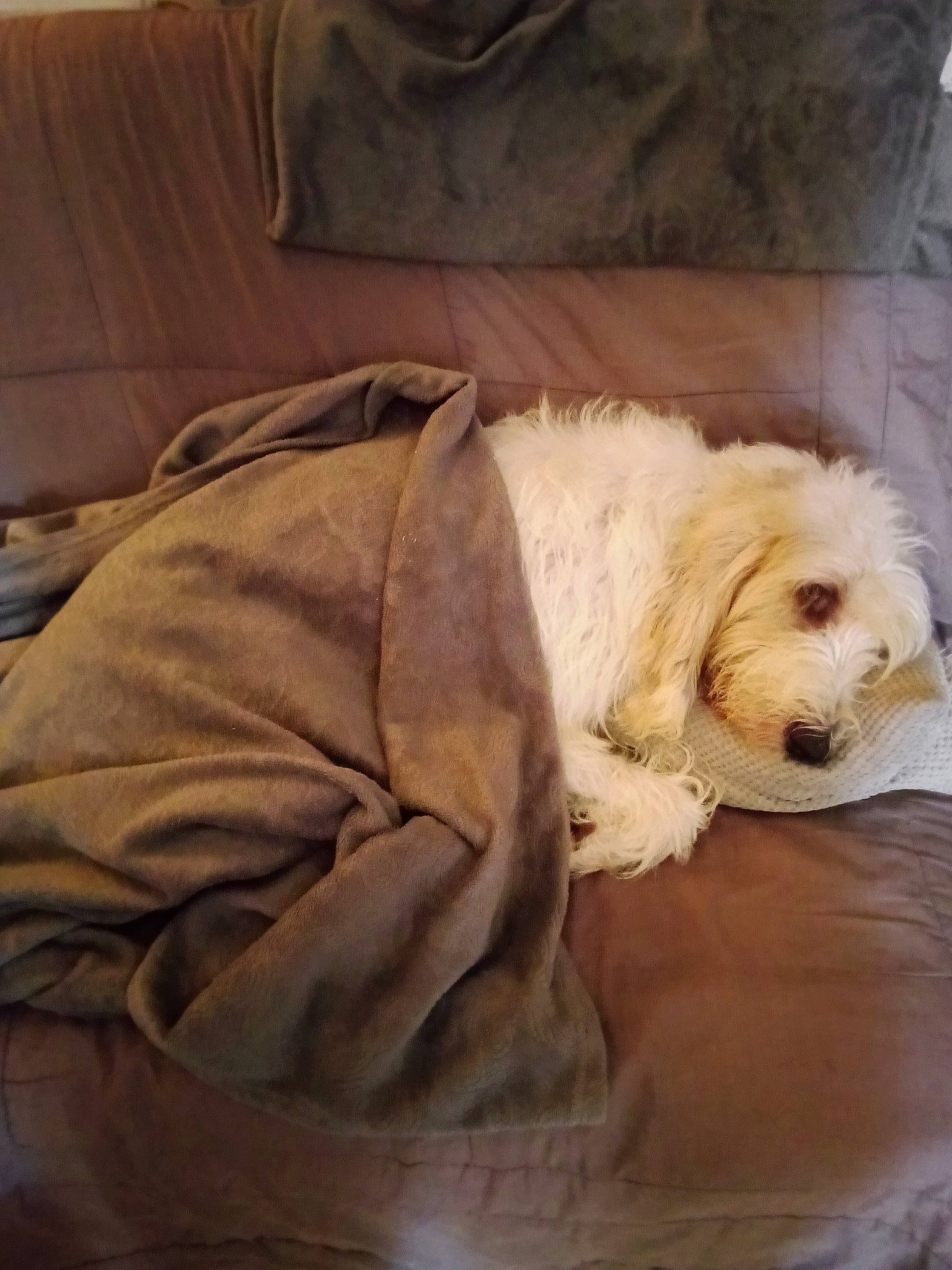 Talya a rejoint le concours — aidez-le/la à gagner de superbes lots ! bedding, carnivore, comfort, companion_dog, couch, dog, dog_breed, dog_collar, dog_supply, flooring, fur, hardwood, labradoodle, linens, pet_supply, pillow, toy_dog, whiskers, wood, working_animal