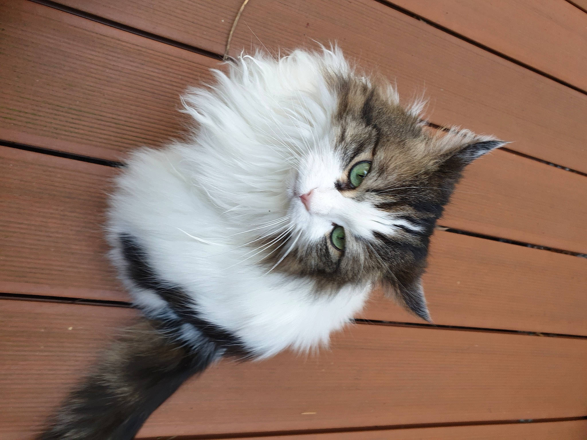 Perle Chatte participe au concours pour gagner de l'argent avec cette photo : carnivore, cat, claw, felidae, flooring, foot, fur, hardwood, paw, plant, small_to_medium_sized_cats, snout, tail, terrestrial_animal, whiskers, wood
