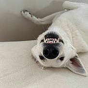 Umi a rejoint le concours — aidez-le/la à gagner de superbes lots ! dog, white_dog, teeth, upside_down, playful, pet, canine, lying_down, nose, ears, smile, indoor, light_background, closeup, animal, funny_expression, relaxed, fur, muzzle, domestic_animal
