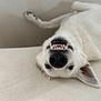 dog, white_dog, teeth, upside_down, playful, pet, canine, lying_down, nose, ears, smile, indoor, light_background, closeup, animal, funny_expression, relaxed, fur, muzzle, domestic_animal