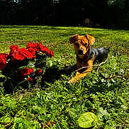 Tornade a rejoint le concours — aidez-le/la à gagner de superbes lots ! animal, canine, dog, field, flower, flowerarrangement, geranium, grass, grassland, hound, leaf, nature, outdoors, pet, petal, plant, puppy, rose, terrier, vegetation