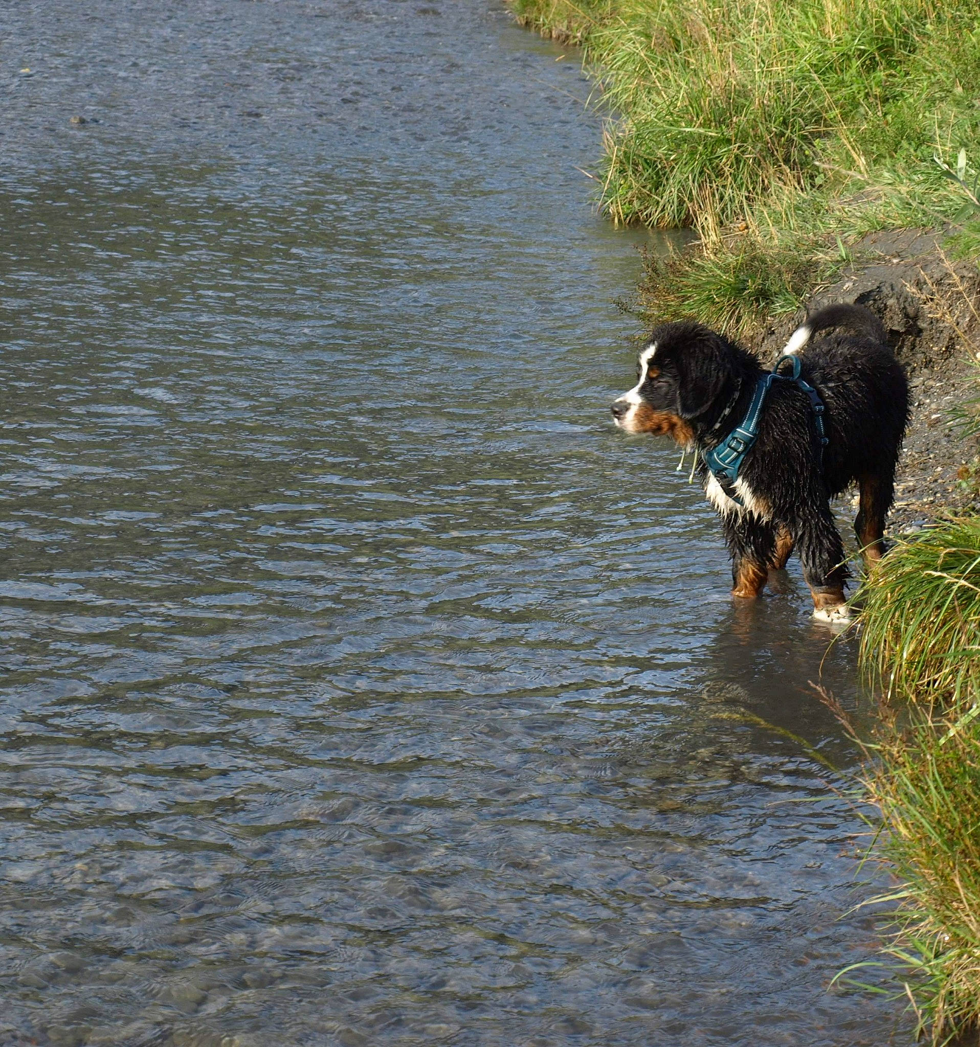 Radja a rejoint le concours — aidez-le/la à gagner de superbes lots ! appenzeller_sennenhund, canidae, carnivore, dog, dog_breed, english_shepherd, entlebucher_mountain_dog, greater_swiss_mountain_dog, herding_dog, hunting_dog, river, sporting_group, stabyhoun, water, water_resources, watercourse, working_dog