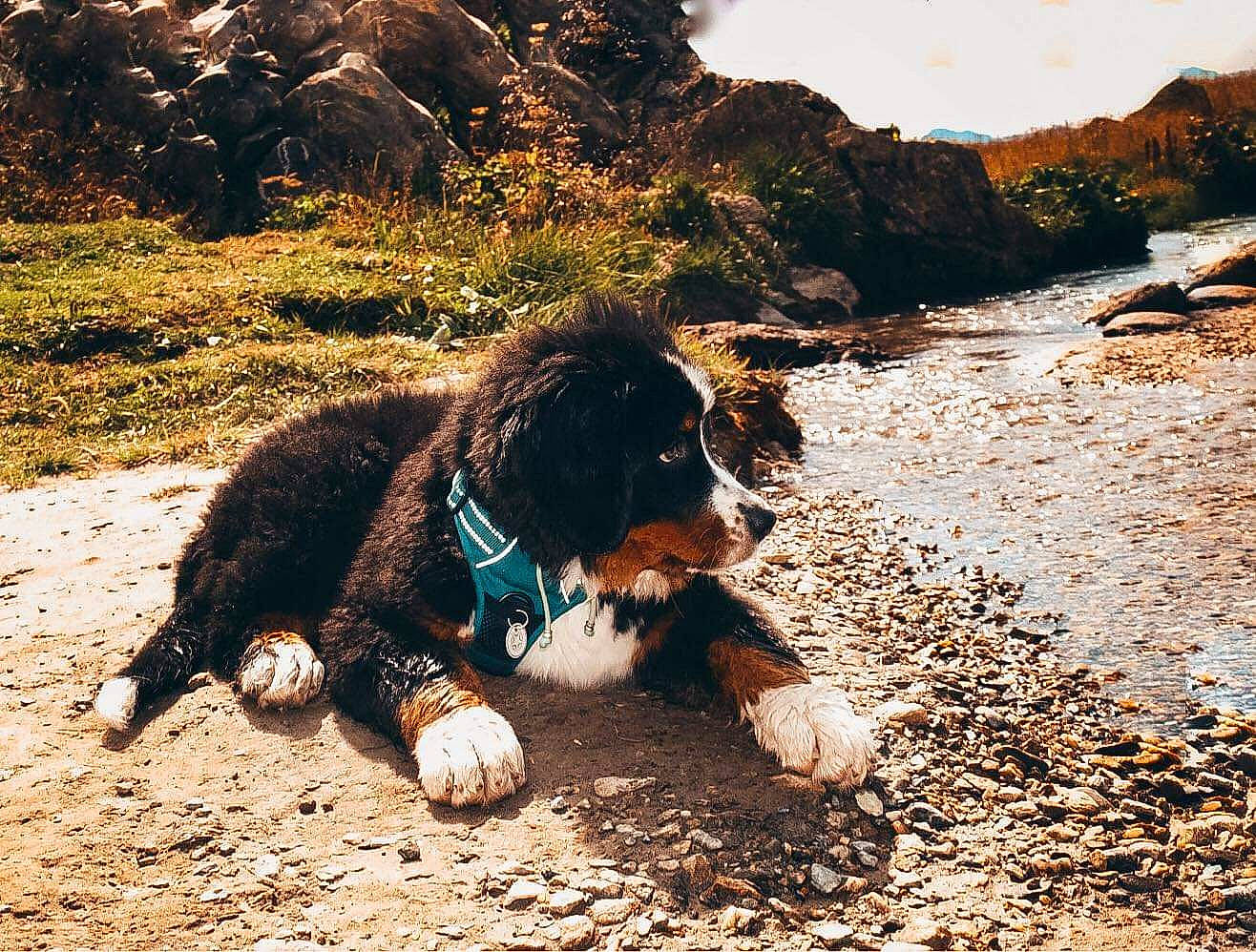 Radja a rejoint le concours — aidez-le/la à gagner de superbes lots ! adventure, bernese_mountain_dog, canidae, carnivore, dog, dog_breed, landscape, mountain, puppy, sky, soil, sporting_group, wilderness, working_dog
