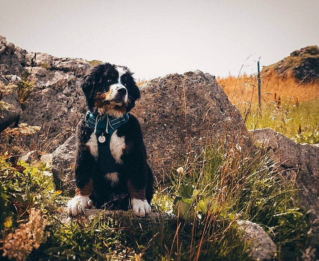 Radja a rejoint le concours — aidez-le/la à gagner de superbes lots ! bernese_mountain_dog, canidae, carnivore, cloud, companion_dog, dog, dog_breed, mountain, rock, sky, spanish_water_dog, sporting_group, wilderness
