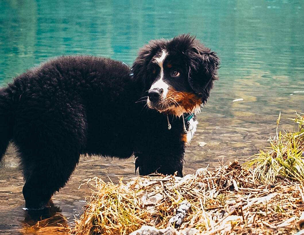 Radja participe au concours pour gagner de l'argent avec cette photo : bernese_mountain_dog, canidae, carnivore, dog, dog_breed, mammal, newfoundland, portuguese_water_dog, rare_breed_dog, spaniel, spanish_water_dog, sporting_group, vertebrate, wetterhoun, working_dog