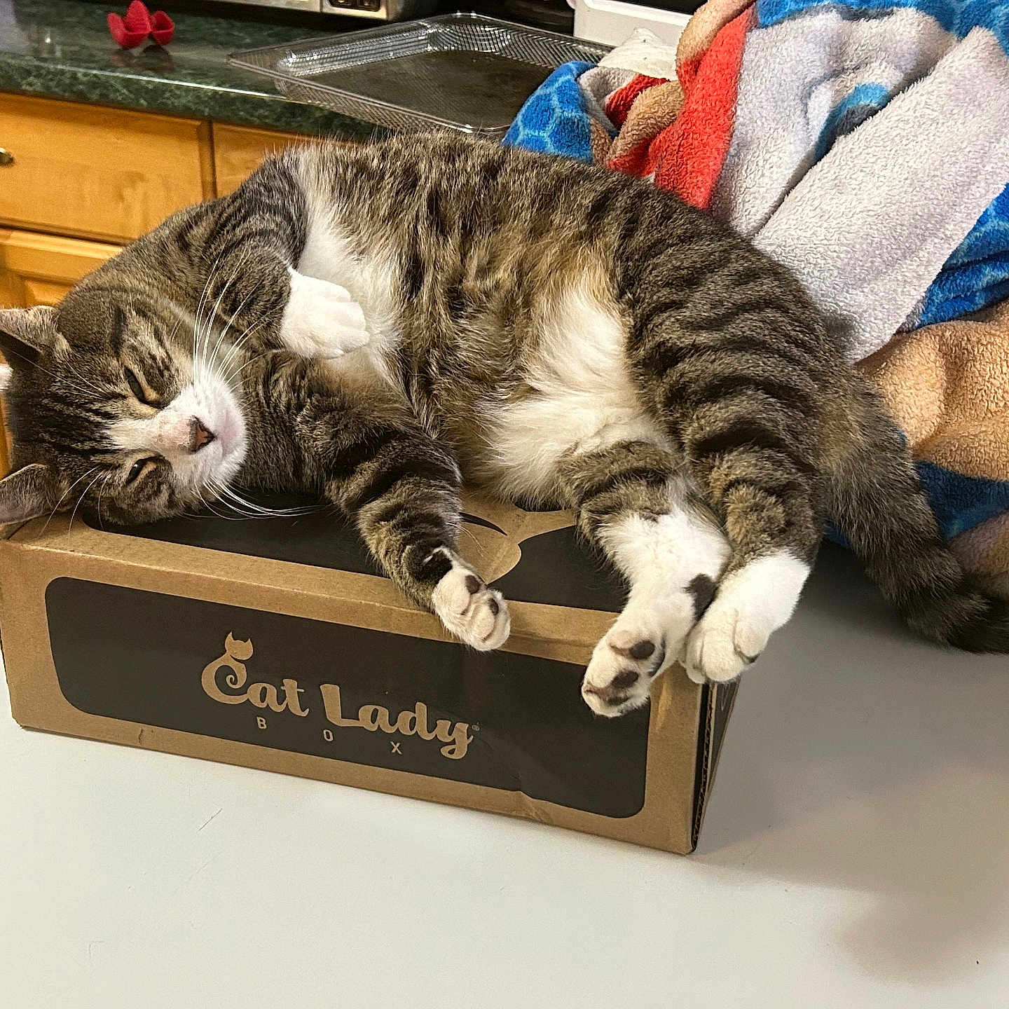 Bella joined the competition — help win amazing prizes! cardboard_box, cat, cat_lady_box, countertop, cozy, domestic_animal, feline, fur, household, indoor, kitchen, paw, pet, relaxed, sleepy, tabby_cat, table, towel, whiskers, wooden_cabinet