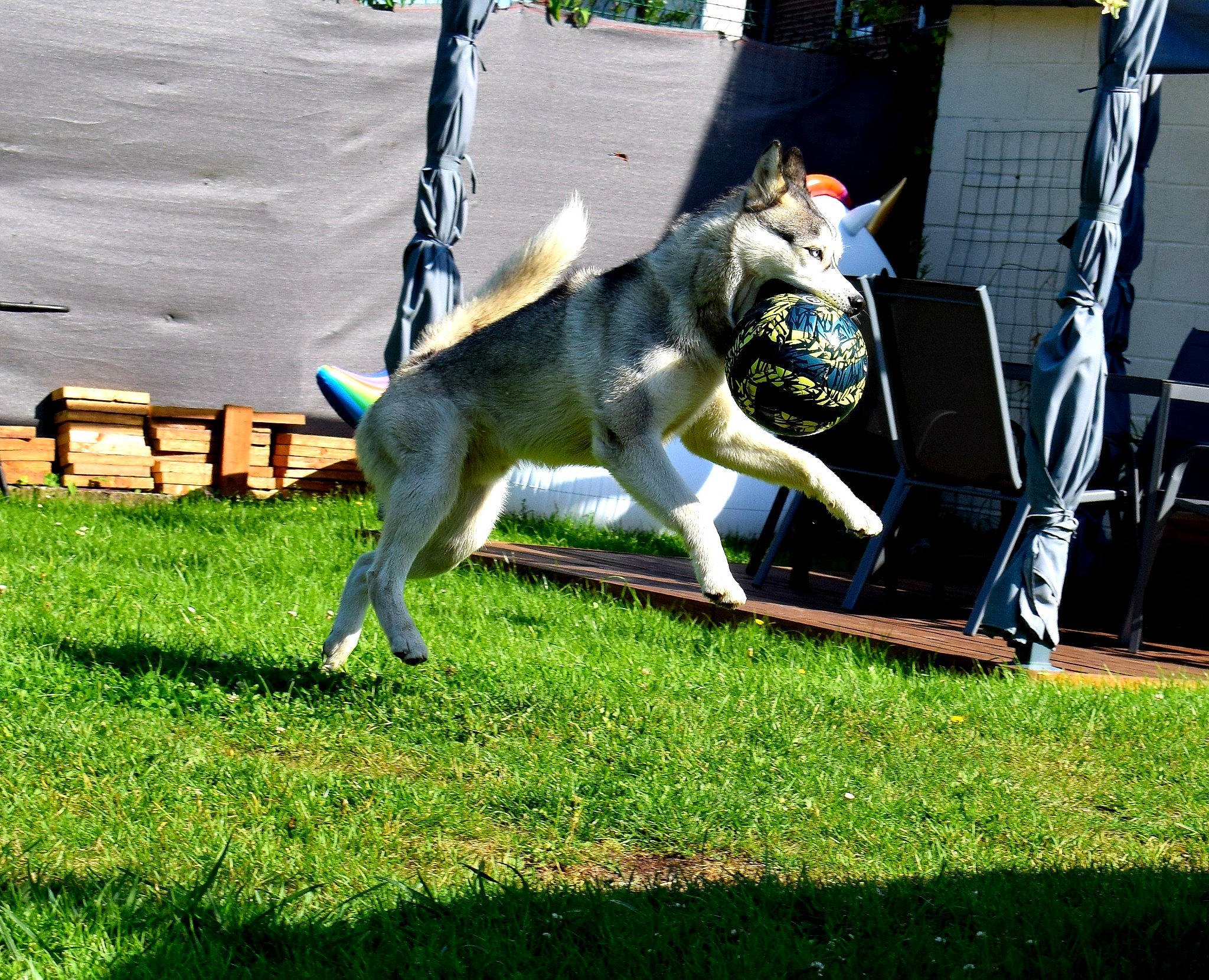 Hatchi participe au concours pour gagner de l'argent avec cette photo : backyard, canidae, carnivore, companion_dog, dog_agility, dog_breed, fawn, felidae, grass, lawn, leisure, plant, recreation, sitting, small_to_medium_sized_cats, snout, sporting_group, tail, tree, yard