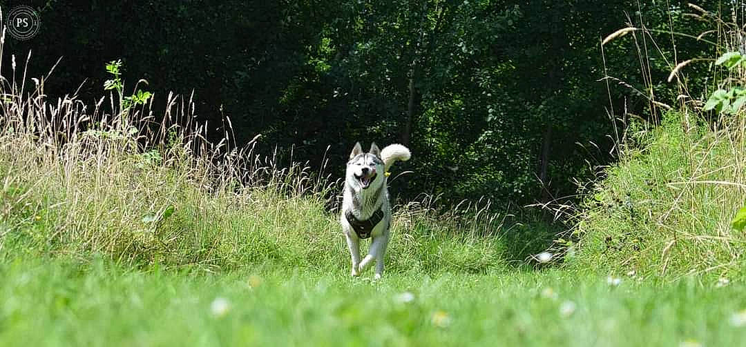 Hatchi participe au concours pour gagner de l'argent avec cette photo : canidae, dog_breed, fawn, field, grass, grassland, grazing, groundcover, landscape, livestock, meadow, natural_landscape, plant, sheep, shrub, snout, sporting_group, terrestrial_animal, tree, working_animal