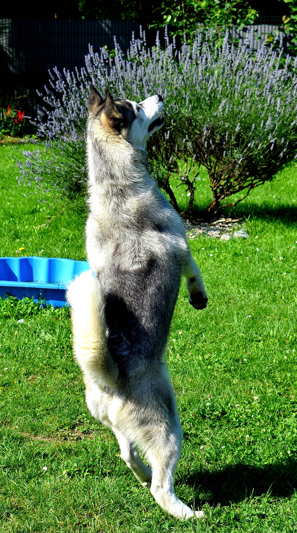 Hatchi a rejoint le concours — aidez-le/la à gagner de superbes lots ! anteater, canidae, carnivore, companion_dog, dog, dog_breed, fur, garden, giant_anteater, grass, grassland, groundcover, plant, shrub, snout, sporting_group, standard_schnauzer, tail, terrestrial_animal, working_dog