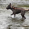Ti Biscuit a rejoint le concours — aidez-le/la à gagner de superbes lots ! animal, black_dog, canine, collar, daytime, dog, grass, leash, muzzle, nature, outdoor, pet, reflection, river, shallow_water, side_view, splashing, walking, water, wet