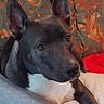 Ti Biscuit participe au concours pour gagner de l'argent avec cette photo : animal, black, blanket, brown, comfort, couch, curious, dog, ears, face, fur, home, indoors, looking, paw, pet, portrait, relaxed, resting, white