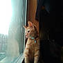 animal, cat, collar, cozy, curious, domestic_animal, feline, indoor, kitten, looking_out, orange_tabby, pet, reflection, shadow, side_view, sitting, soft_light, whiskers, window, young_cat