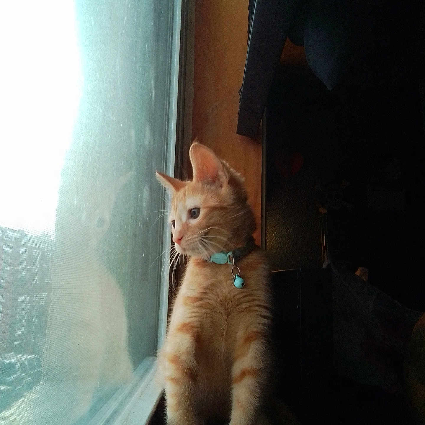 Loki is registered to the contest to win money with this photo: animal, cat, collar, cozy, curious, domestic_animal, feline, indoor, kitten, looking_out, orange_tabby, pet, reflection, shadow, side_view, sitting, soft_light, whiskers, window, young_cat