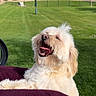 dog, white_dog, fluffy, tongue_out, outdoor, grass, blanket, purple_blanket, happy, pet, sunny, daylight, suburban, house, yard, fence, tree, sky, cloud, smiling_dog