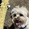 dog, corn_cob, tongue_out, happy, fluffy, leash, shoes, ground, pet, animal, outdoor, playful, close_up, light_brown, white_fur, cute, canine, food, summer, daylight