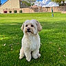 dog, white_dog, grass, outdoor, sky, clouds, house, tree, fence, pet, canine, park, sunny, daytime, nature, greenery, fur, sitting, suburban, animal