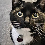 Blake is registered to the contest to win money with this photo: cat, tuxedo_cat, close_up, whiskers, collar, bell, tag, black_fur, white_fur, curious_eyes, pet, animal, feline, outdoor, portrait, cute, face, fur, looking_up, domestic_cat