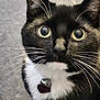 cat, tuxedo_cat, close_up, whiskers, collar, bell, tag, black_fur, white_fur, curious_eyes, pet, animal, feline, outdoor, portrait, cute, face, fur, looking_up, domestic_cat