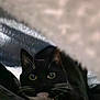 Blake is registered to the contest to win money with this photo: cat, black_cat, whiskers, eyes, pet, collar, heart_tag, indoor, blanket, cozy, fur, cute, animal, mammal, face, resting, close_up, curious, hidden, soft