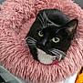 Blake is registered to the contest to win money with this photo: cat, black_and_white_cat, pet, fluffy_bed, pink_bed, yellow_eyes, whiskers, indoor, appliance, control_knob, curious, cozy, feline, domestic_cat, fur, resting, soft_texture, close_up, animal, cute