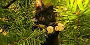 Blake is registered to the contest to win money with this photo: cat, tuxedo_cat, christmas_tree, greenery, paws, whiskers, curious, wide_eyes, indoor, holiday, festive, nature, animal, pet, cute, feline, closeup, branch, lighting, playful