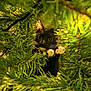 cat, tuxedo_cat, christmas_tree, greenery, paws, whiskers, curious, wide_eyes, indoor, holiday, festive, nature, animal, pet, cute, feline, closeup, branch, lighting, playful