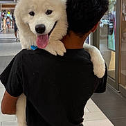 Enzo joined the competition — help win amazing prizes! back_view, black_shirt, bright_lighting, companionship, curly_hair, dog, floor_tiles, fluffy, glass_door, happy_dog, holding, indoor, mall, person, pet, shopping_mall, storefront, tongue_out, walking_people, white_dog