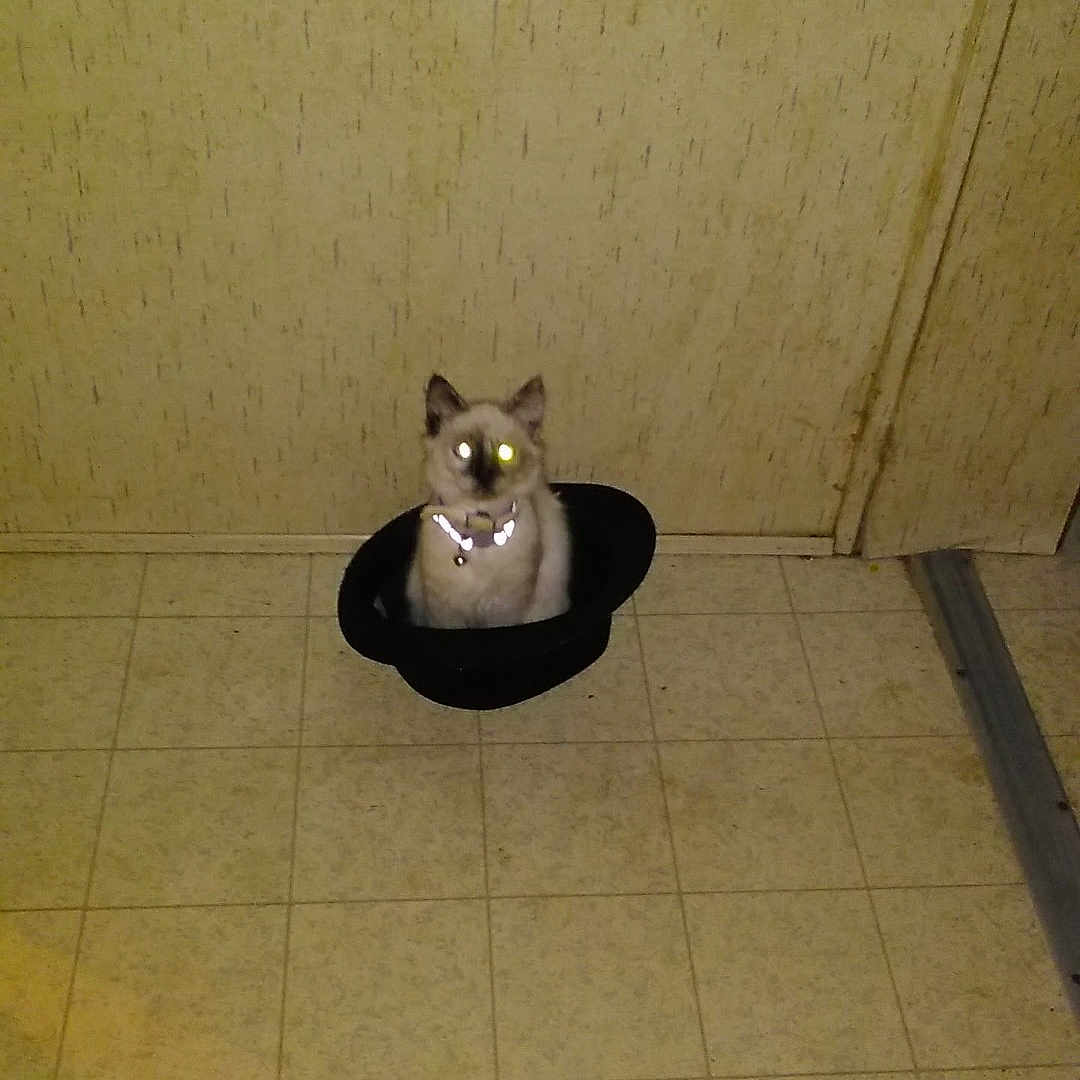 Fluffy is registered to the contest to win money with this photo: cat, hat, floor, tile, indoor, glowing_eyes, pet, animal, curious, yellow_wall, door, collar, small, alone, quiet, domestic, feline, shadow, object, corner