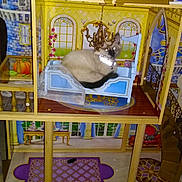 Fluffy joined the competition — help win amazing prizes! cat, dollhouse, miniature, bed, furniture, indoor, pet, animal, curious, cozy, yellow, blue, purple, chandelier, decor, toy, shelf, books, flash, glowing_eyes