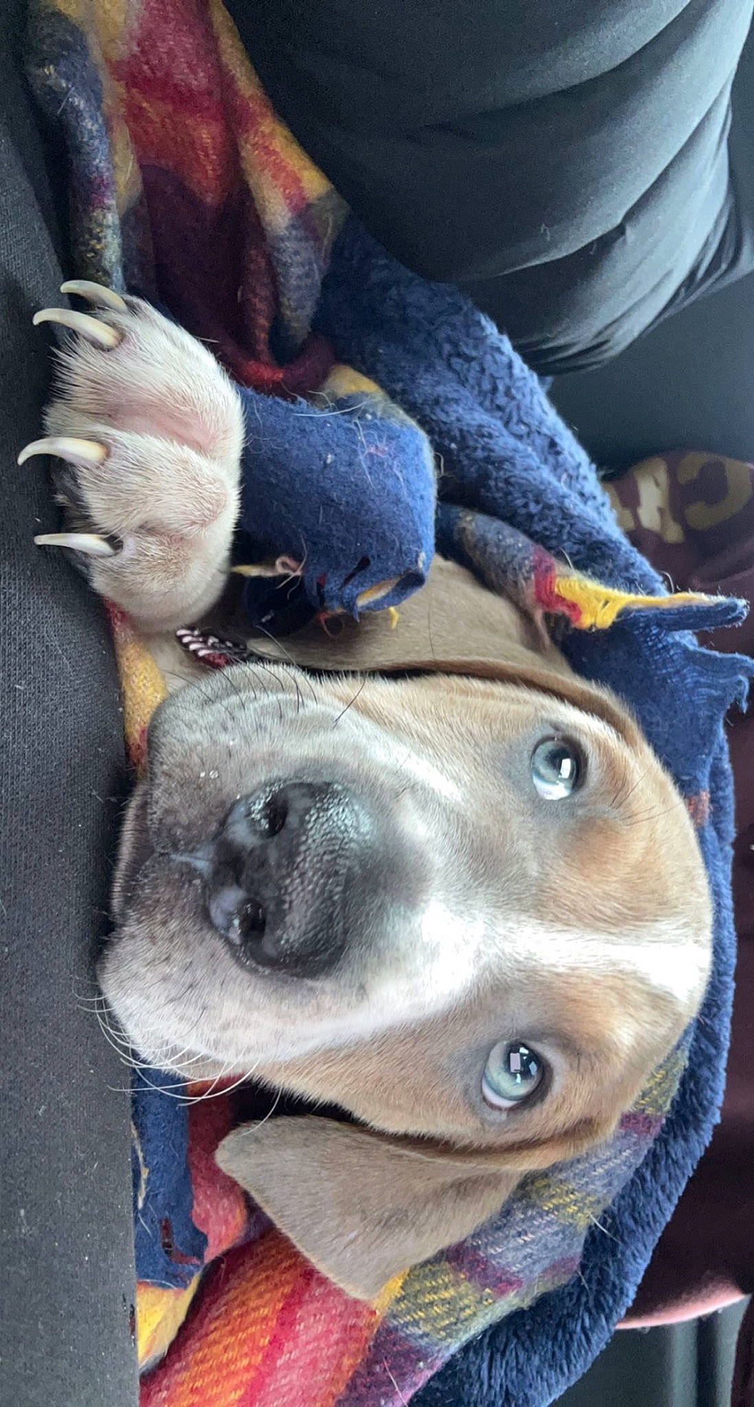 Argos joined the competition — help win amazing prizes! art, canidae, companion_dog, couch, denim, dog, dog_breed, electric_blue, fawn, fur, grey, hat, human_leg, snout, sporting_group, stuffed_toy, toy, whiskers, wool, working_animal