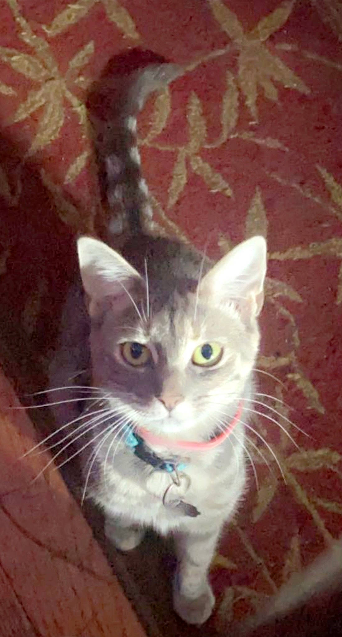 Mila joined the competition — help win amazing prizes! art, carnivore, cat, cat_furniture, claw, domestic_short_haired_cat, eye, fawn, felidae, fur, head, paint, paw, pet_supply, small_to_medium_sized_cats, snout, tail, visual_arts, whiskers