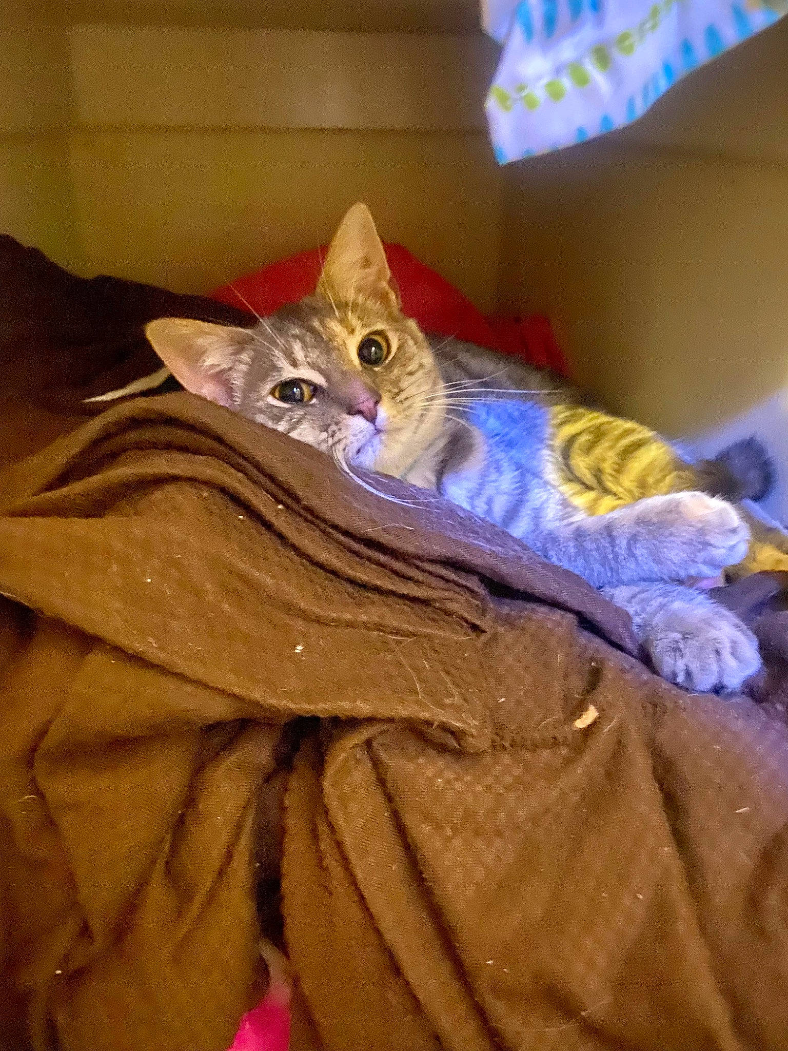 Mila joined the competition — help win amazing prizes! bed, bed_sheet, bedding, blanket, carnivore, cat, comfort, domestic_short_haired_cat, electric_blue, fawn, felidae, fur, linens, magenta, room, small_to_medium_sized_cats, tail, textile, whiskers