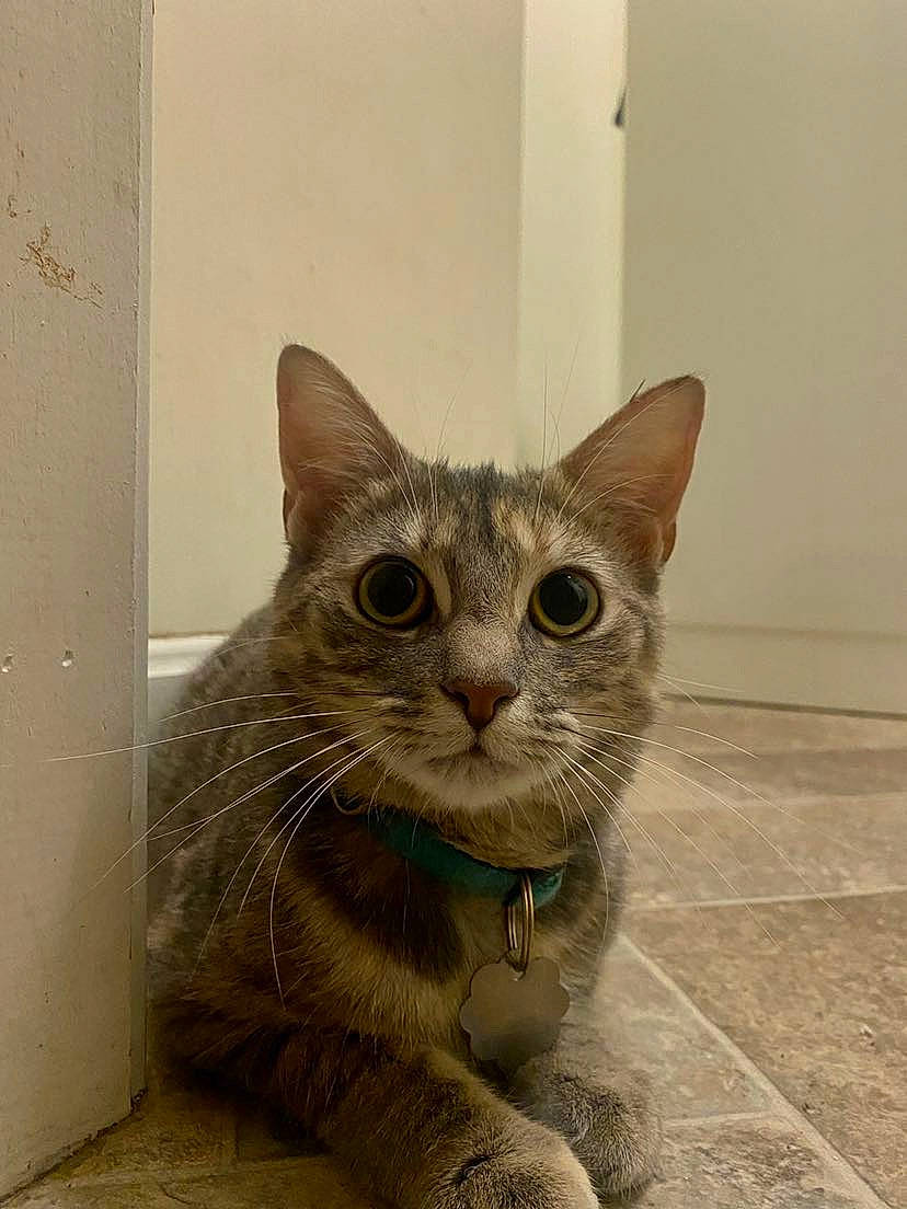 Mila joined the competition — help win amazing prizes! carnivore, cat, domestic_short_haired_cat, fawn, felidae, fur, paw, small_to_medium_sized_cats, snout, terrestrial_animal, whiskers, window