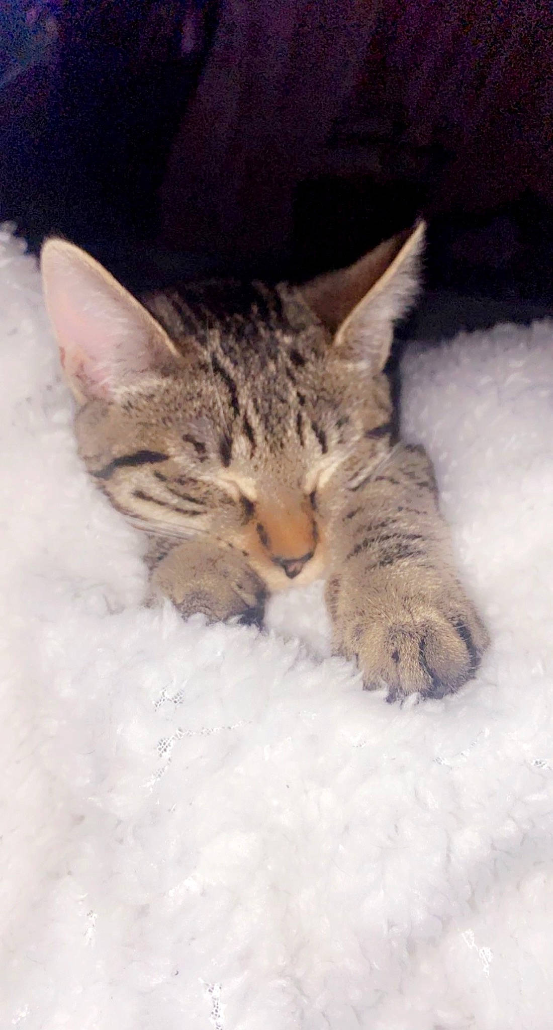 Ahsoka joined the competition — help win amazing prizes! carnivore, cat, claw, cloud, comfort, domestic_short_haired_cat, fawn, felidae, freezing, fur, mammal, paw, small_to_medium_sized_cats, snout, snow, tail, tree, whiskers, wildlife, winter