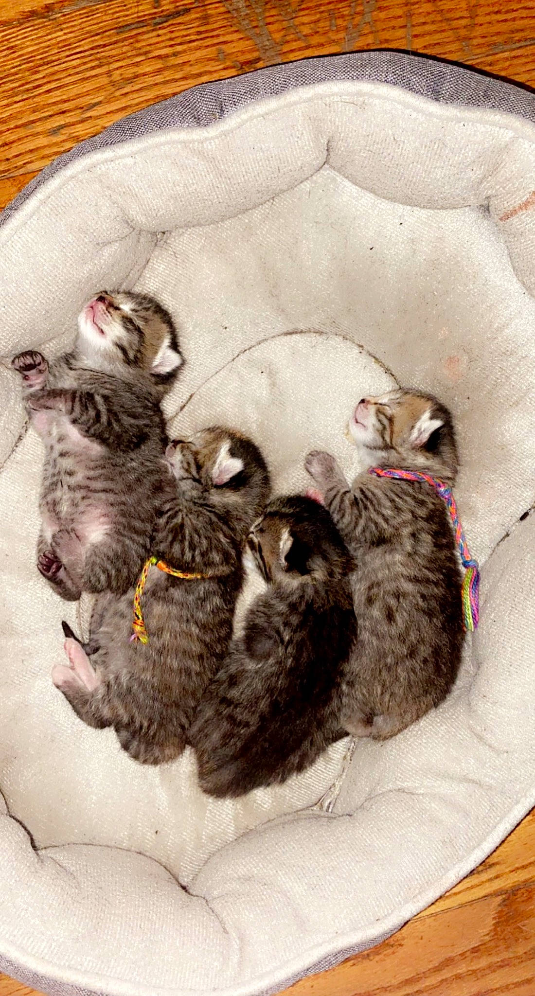 Ahsoka is registered to the contest to win money with this photo: art, canidae, carnivore, cat, cat_bed, comfort, companion_dog, dog_breed, domestic_short_haired_cat, fawn, felidae, fur, grey, linens, nap, paw, small_to_medium_sized_cats, sporting_group, tail, whiskers