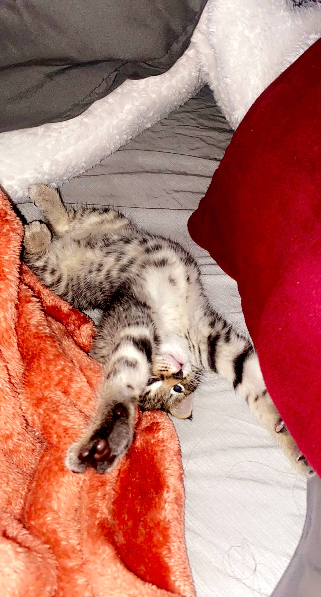 Ahsoka joined the competition — help win amazing prizes! carnivore, cat, cat_supply, claw, comfort, domestic_short_haired_cat, felidae, fur, grey, nap, paw, sleep, small_to_medium_sized_cats, snout, tail, terrestrial_animal, vertebrate, whiskers, wood