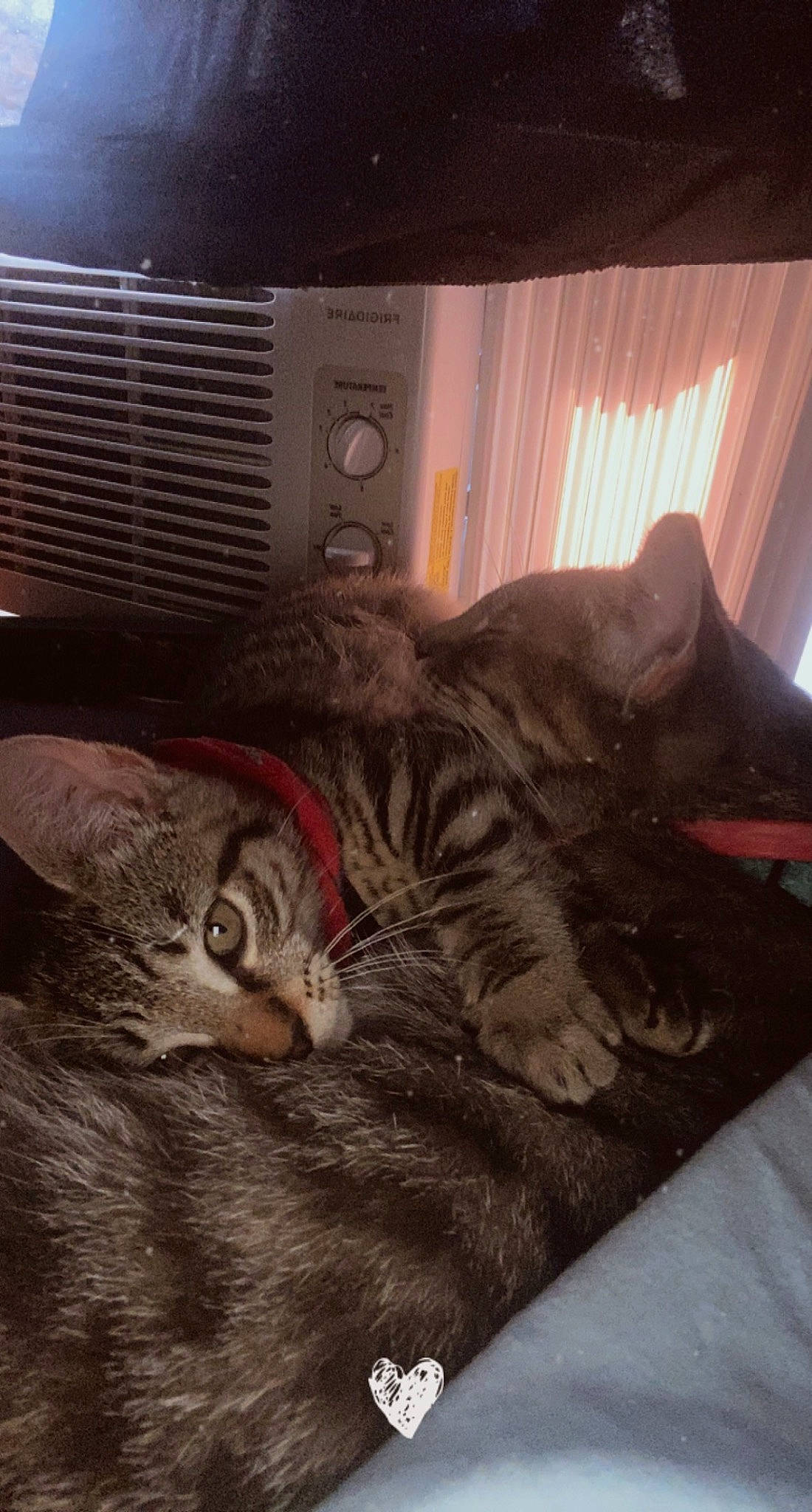 Ahsoka joined the competition — help win amazing prizes! carnivore, cat, claw, comfort, curtain, domestic_short_haired_cat, felidae, flooring, fur, grey, home_appliance, mechanical_fan, nap, paw, room, small_to_medium_sized_cats, snout, tail, whiskers, wood